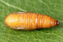 Eupithecia millefoliata