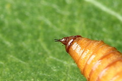 Eupithecia millefoliata