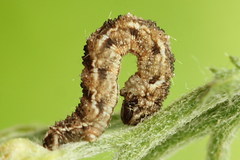 Eupithecia millefoliata