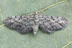 Eupithecia millefoliata