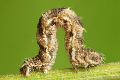 Eupithecia millefoliata