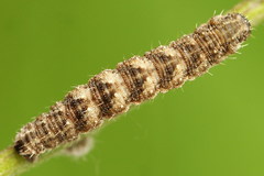 Eupithecia millefoliata