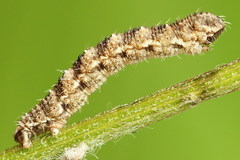 Eupithecia millefoliata
