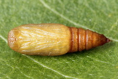 Eupithecia millefoliata