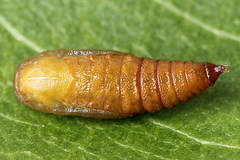 Eupithecia millefoliata