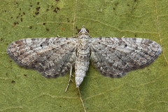 Eupithecia millefoliata