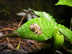 Nieto's Rainfrog photo 3