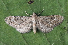 Eupithecia nanata
