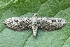 Eupithecia nanata