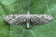 Eupithecia nanata