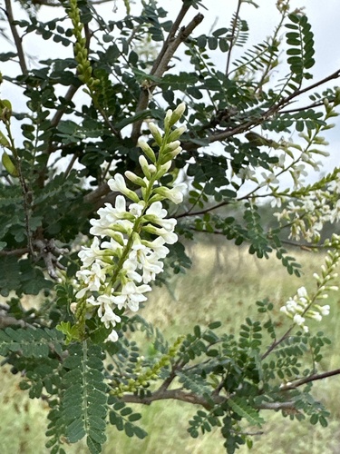Eysenhardtia texana