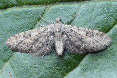 Eupithecia nanata