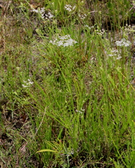 Limnosciadium pinnatum