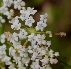Limnosciadium pinnatum