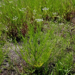 Limnosciadium pinnatum