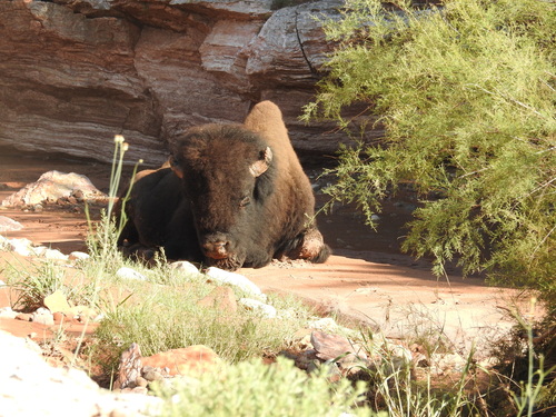 American Bison photographed in Texas