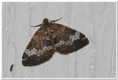 Perizoma alchemillata