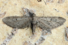 Eupithecia innotata