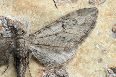 Eupithecia innotata