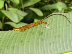 Anolis gracilipes