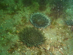 Heteractis