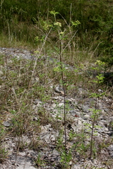 Thaspium chapmanii