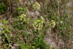 Thaspium chapmanii