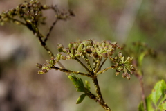 Thaspium chapmanii