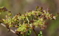 Thaspium chapmanii