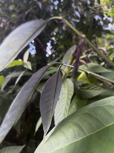 Eugenia ridleyi