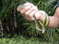 Mastigodryas pulchriceps