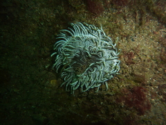 Heteractis