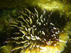 Heteractis