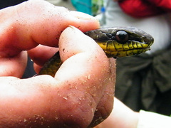 Mastigodryas pulchriceps