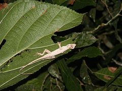 Anolis lyra