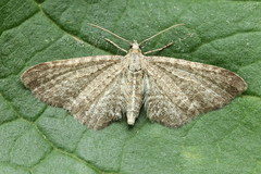 Eupithecia plumbeolata