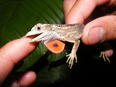 Anolis lyra