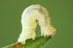 Eupithecia plumbeolata
