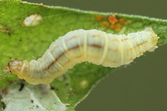 Eupithecia plumbeolata