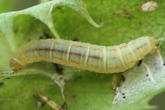 Eupithecia plumbeolata