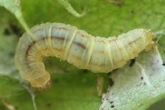Eupithecia plumbeolata