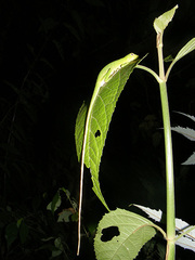 Anolis purpurescens