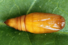 Eupithecia plumbeolata