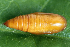 Eupithecia plumbeolata