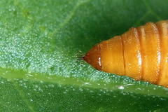 Eupithecia plumbeolata