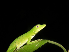 Anolis purpurescens
