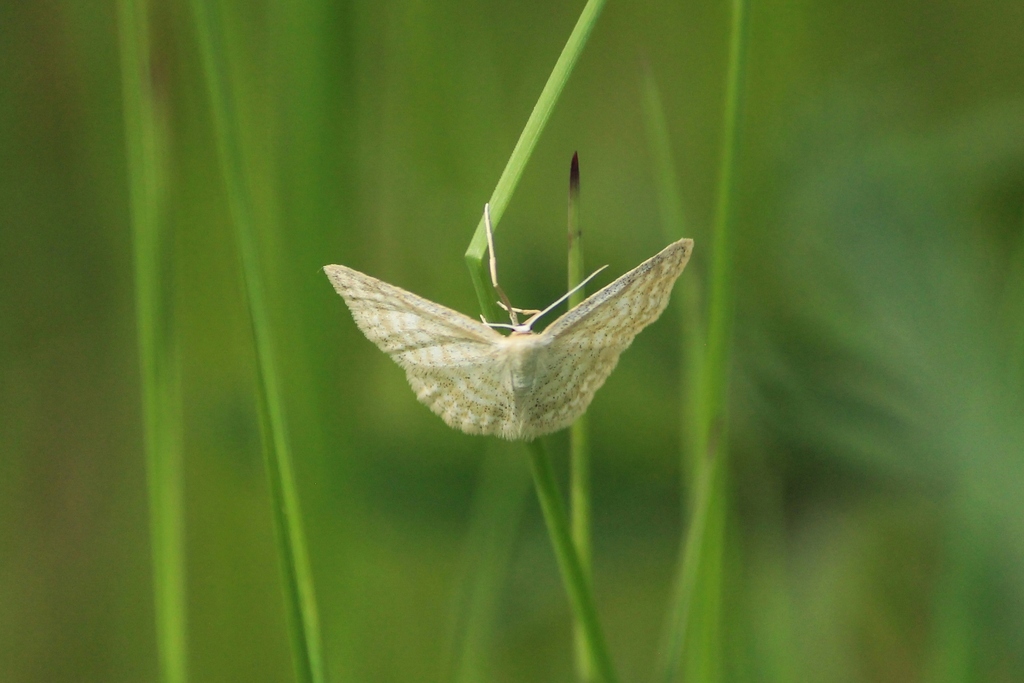 Idaea pallidata