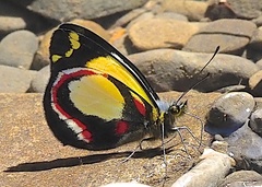 Delias leucias
