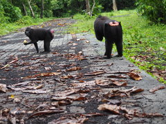 Macaca nigra