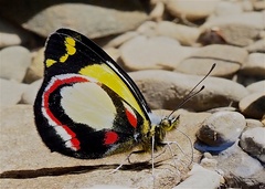 Delias leucias